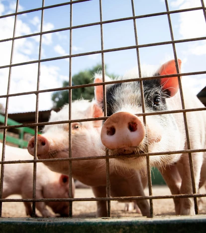 baby pigs