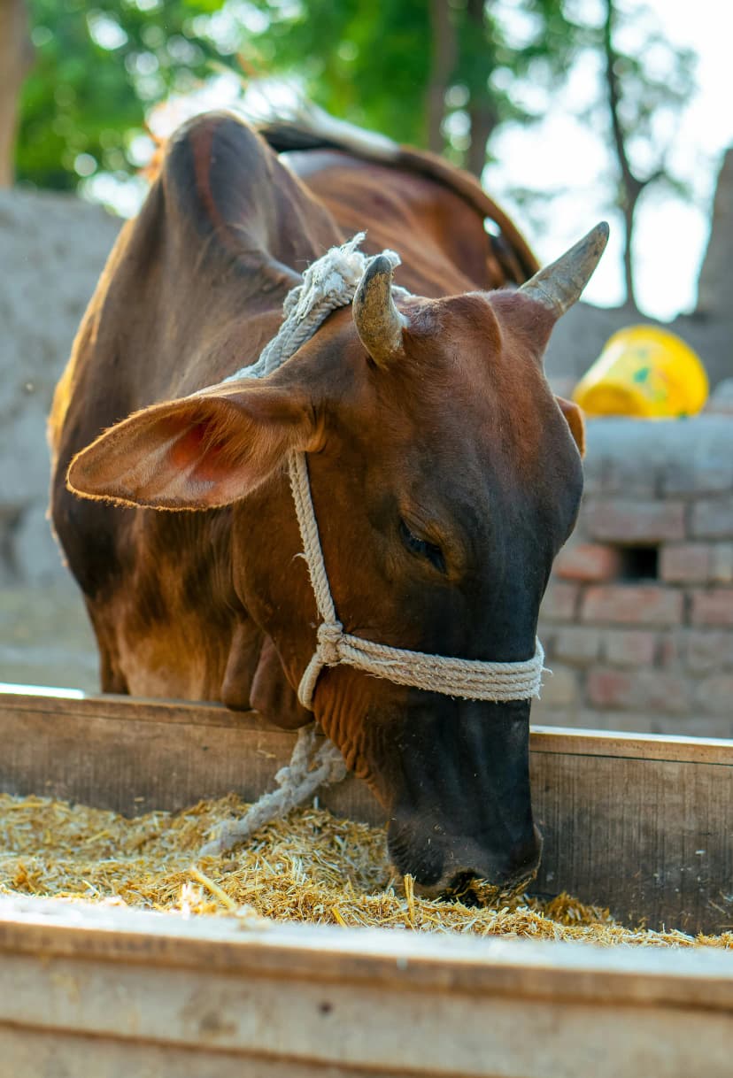 cow