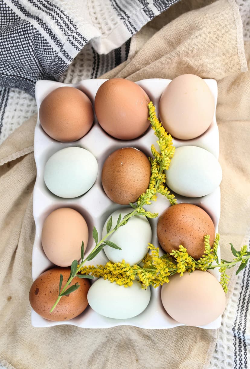 eggs