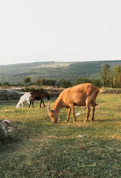 goat ranch