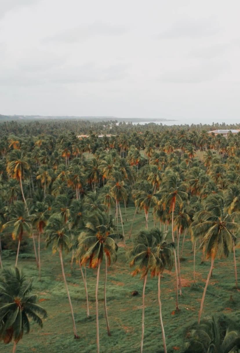 palm plantation