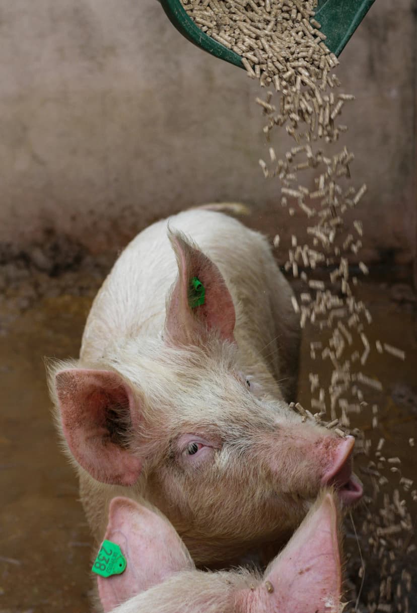 pig